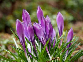 many bright lilac crocuses grow in the park in Europe side view . closed crocus buds in early spring . saffron