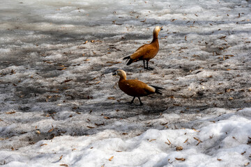 brown wild ducks on a winter frozen pond 