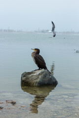 Cormorant sitting on a stone in the water