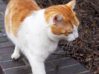 a large short-haired white cat with red hair walks in the garden on a spring day front view