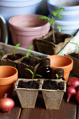 Seedlings in biodegradable cardboard pots and clay flower pots on dark moody background, closeup, eco farming and gardening, cottagecore living, slow life concept