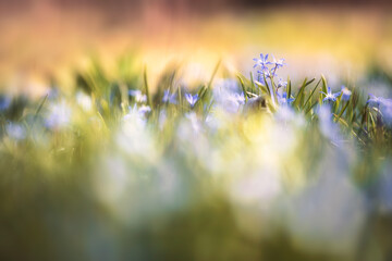 SCILLA BIFOLIA