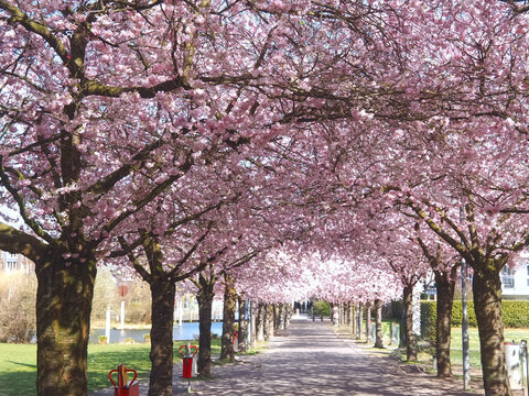 Avenue with pink blooming cherry trees in Kaarst