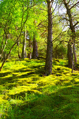 A green hill illuminated by the sun in a fairytale forest in the Chegem gorge