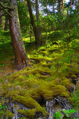 A green hill illuminated by the sun in a fabulous forest in the Chegem gorge