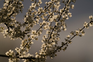 Flowers of the cherry blossoms on a spring day