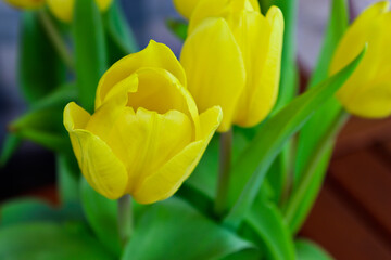 Spring flowers - yellow tulips.