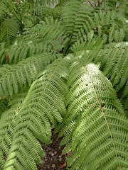 Green Fern leaves at backyard