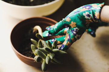 hand holding a flower © Krystian