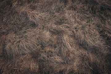 fur texture background