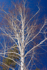 Birches in the early spring. Central Russia.