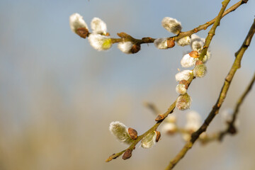 on the willow branch small willow catkins buds blossoming