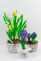 Spring flowers blue hyacinths and yellow daffodils in a white basket against a white wall background