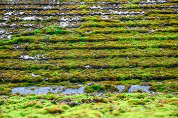 Moss on a roof