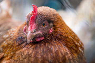  portrait of a chicken looking into the camera