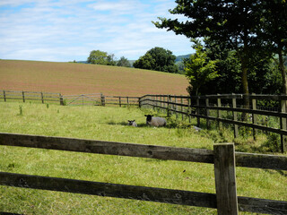 Fototapeta premium lush green meadow with a fence 