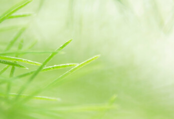 Green plant with water drops on a sunny day. Macro photo
