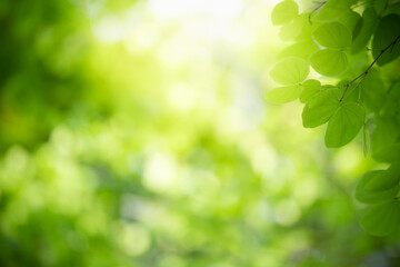 Nature of green leaf in garden at summer. Natural green leaves plants using as spring background...