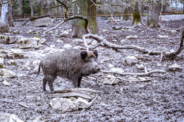 Wild boars in a forest