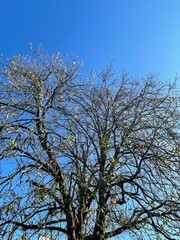 tree and sky