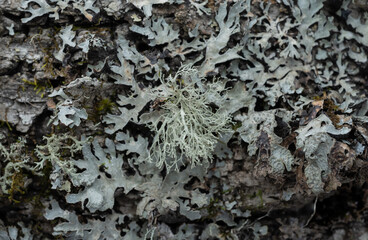 Mixed pale green delicate lichens growing on a birch tree.
