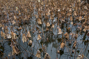 Withered lotus leaves in winter, withered lotus flowers in the water