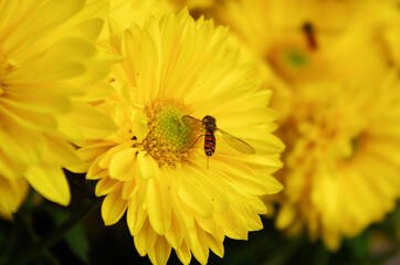 Bee pollinating yellow peony flower. Bees on the flower.