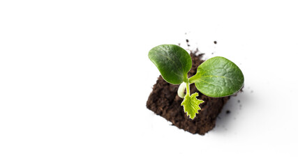 The seedling of the pumpkin courgette is close-up in peat pots , a view from above with room for...