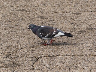 A single pigeon on a concrete pavement