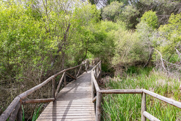 Wooden path in the forest for hiking trails