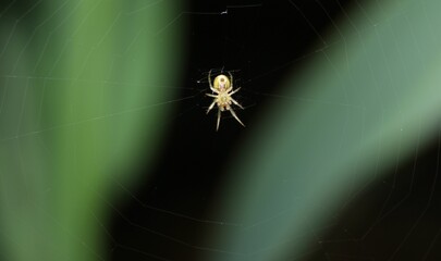 Small Spider on The Spiderweb