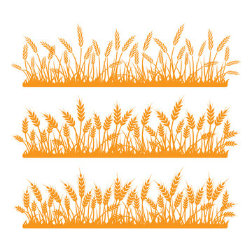 Wheat field. Spikelets of golden wheat, rye, barley on a white background. Vector