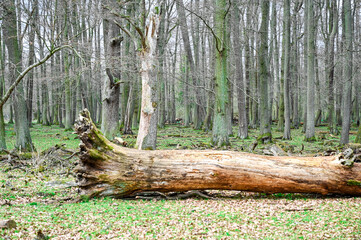 Forest in the spring