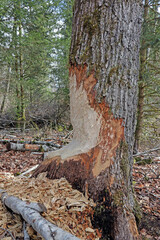 Obraz premium Vom Biber angeraffelter Baum