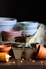 Seedlings in biodegradable cardboard pots and clay flower pots on dark moody background, closeup, eco farming and gardening, cottagecore living, slow life concept
