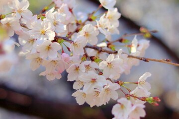 cherry blossom (sakura) in spring