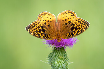 Orange Butterfly on Purple Thistle with Green Background