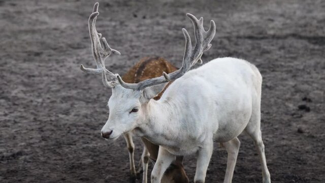White color albino male  fallow deer (Dama Dama ) with big horns waiting for feed in the zoo.