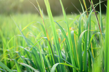 Lemongrass grown in the vegetable garden, herbs have medicinal properties.