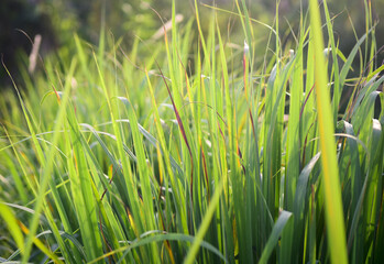 Lemongrass grown in the vegetable garden, herbs have medicinal properties.