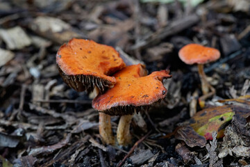 Close up of mushroom in forest