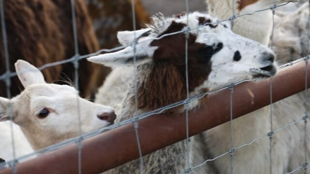 White fallow deer and llamas behind fence eat cabbage leaf from the zoo visitor's hand. 