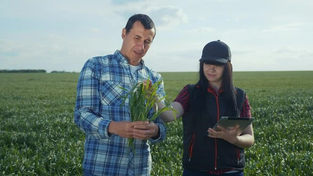 agriculture teamwork. happy family couple work as a team in a cap studying the crop eco smart farming with digital tablet. man and girl red lifestyle farmers neck workers working in a field harvesting