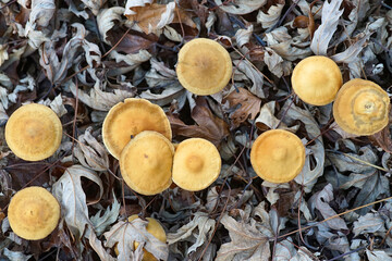 Close up of mushroom in forest