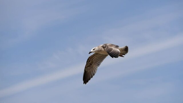 Seagull in flight against the blue sky.