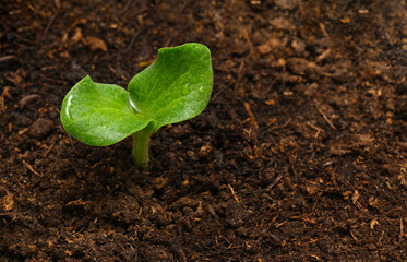 green pumpkin sprout