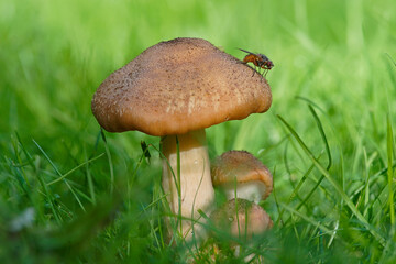 Close-up of mushrooms over the flies