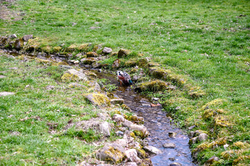 Duck in a small stream