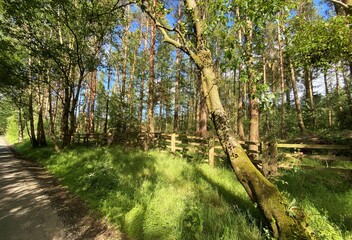 Woodland with broken sunlight, near to the Fewston Reservoir near, Harrogate, Yorkshire, UK