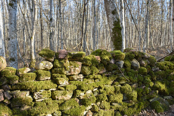 Old mossy dry stone wall
